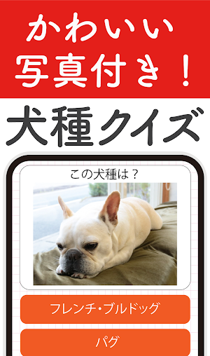 犬種クイズ！かわいい写真付き犬図鑑！犬の雑学・常識・知識教養 Screenshot 0