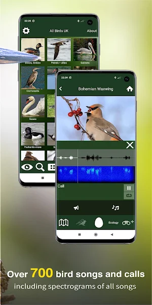 All Birds UK  - A Sunbird Field Guide Screenshot 2