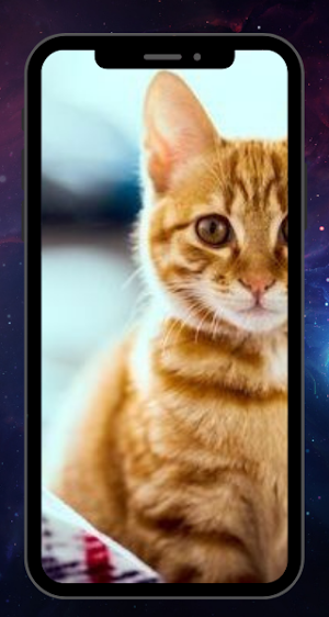 CUTE CAT WALLPAPER Screenshot 1