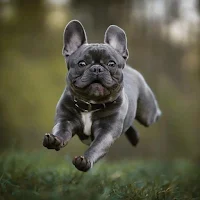 French Bulldog Wallpaper