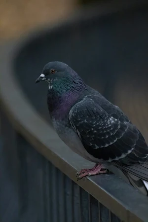 Pigeon Wallpapers Screenshot 2