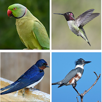 Bird identifier