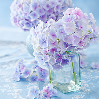 Refreshing Hydrangea Theme