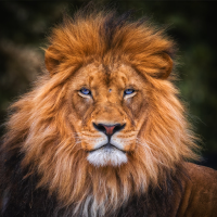 Lion Sounds