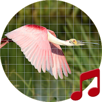 Florida bird sounds ~ Sboard.pro