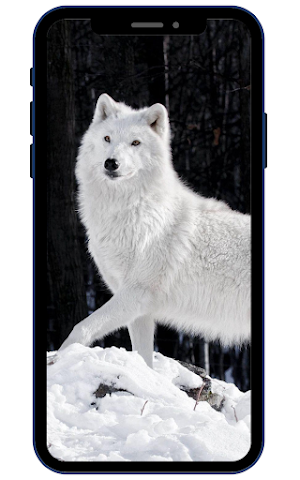 Wolf Wallpapers Screenshot 3