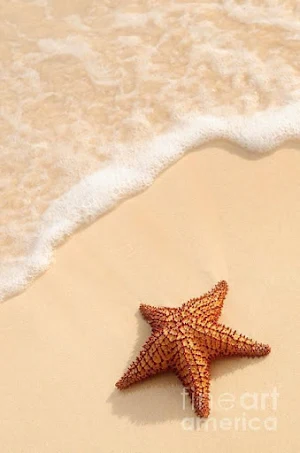 Bintang Laut Wallpaper Yi Screenshot 3