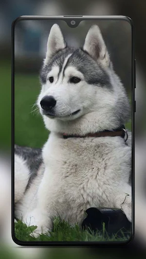 Siberian Husky Dog Wallpapers Screenshot 0