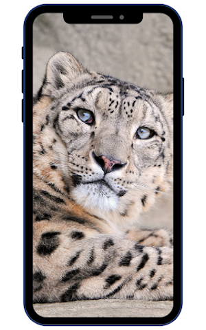Snow Leopard Wallpapers Screenshot 2