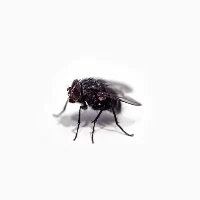 Fly Sounds Prank