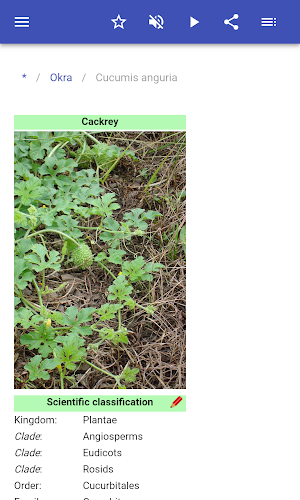 Vegetables Screenshot 2