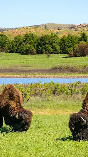 Wildlife Photography Wallpaper Screenshot 1
