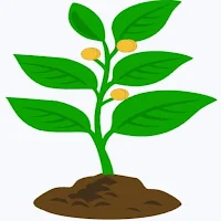 Money Plant