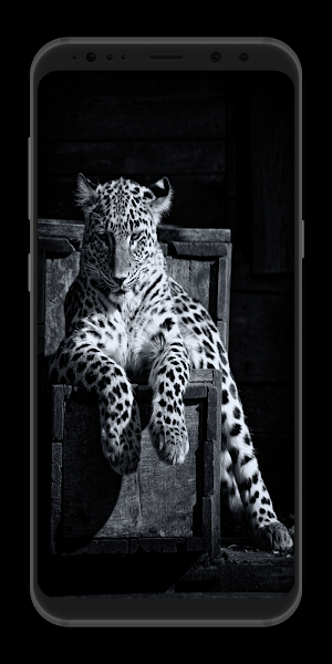 Leopard Wallpaper HD Screenshot 2