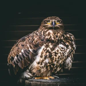 Hawk Sounds Screenshot 1