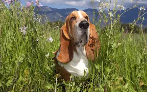 basset hound dog wallpaper HD Screenshot 0