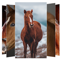 Horse Wallpapers