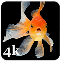 Fish Live Wallpapers