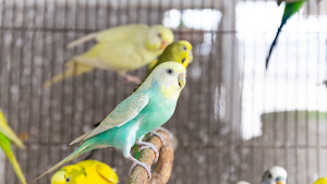 Budgerigar Sounds Screenshot 3