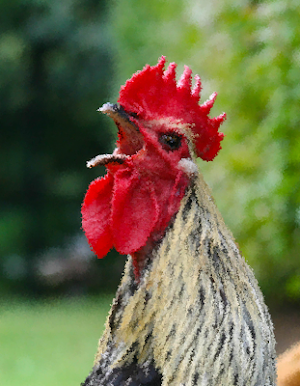 Funny Chicken Sounds ~ Sboard.pro Screenshot 0
