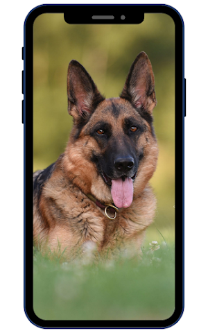 German Shepherd Wallpapers Screenshot 1