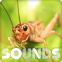Cricket Insect Sound Ringtones