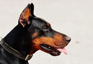 Dobermann Dog Wallpapers Screenshot 2