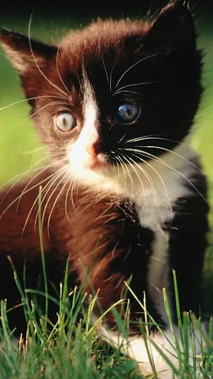 Cute Cat Wallpaper Screenshot 0