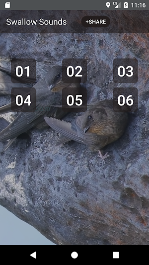 Swallow Sounds & Ringtones Screenshot 0