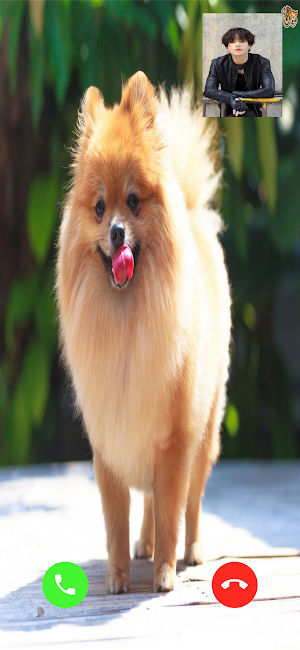 Pomeranian Dog Video Call Simulator Screenshot 1