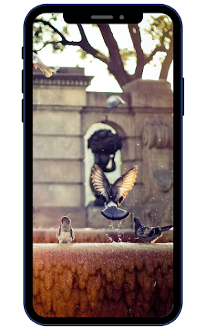 Pigeon Wallpapers Screenshot 2