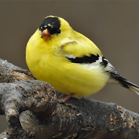 Goldfinch Sounds