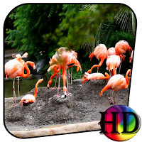 Flamingo Live Wallpaper