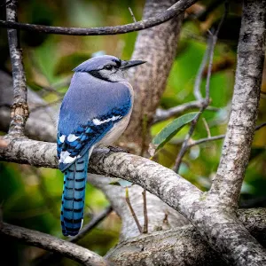 Blue Jay Sounds Screenshot 1