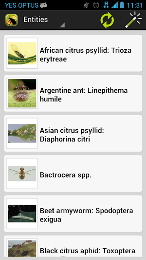 Citrus Pests Key Screenshot 1