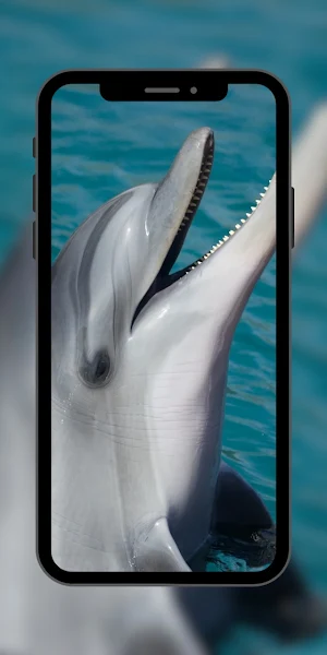 Wallpaper Dolphin Fish Screenshot 3