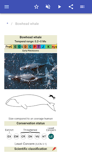 Cetaceans Screenshot 1