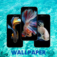 Betta Fish Wallpaper Free