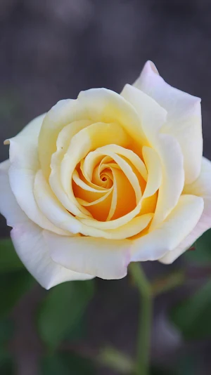white roses wallpaper Screenshot 0