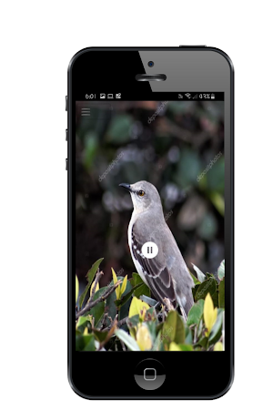 Cenzontle Singing Sound Screenshot 2