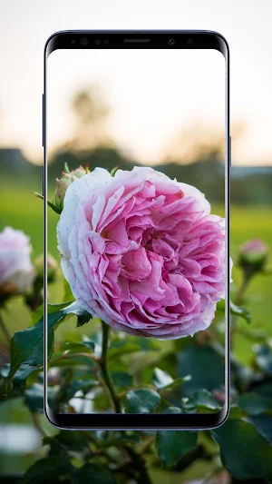 Peonies Flower Wallpapers Screenshot 3