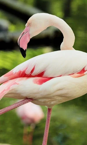 Flamingo Bird Wallpapers Screenshot 2