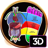 3D Reflexology Chart