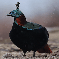 Rainy Blue Bird LWP