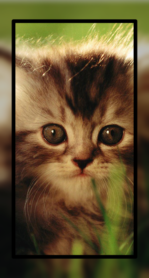 Baby Cat Wallpaper Cute HD Screenshot 0