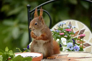 Squirrel wallpapers Screenshot 0