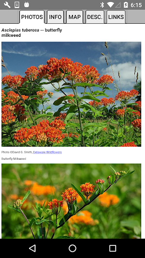 Arizona Wildflowers Screenshot 2