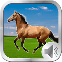 Horse Sounds Ringtones