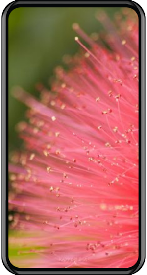 Kappboom Wallpapers HD Screenshot 2