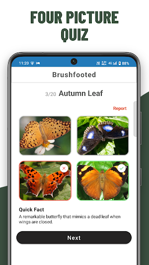 Butterfly Quiz Guess Species Screenshot 1
